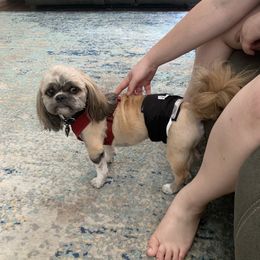 Fudgey - Shih Tzu