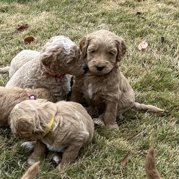 Goldendoodle Puppies from Ellie's Goldendoodles