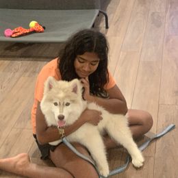 Siberian Husky Puppies from Hill Top Huskies