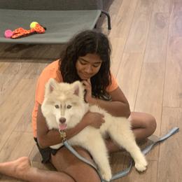 Siberian Husky Puppies from Hill Top Huskies