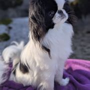 Karma - Japanese Chin