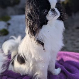 Karma - Japanese Chin