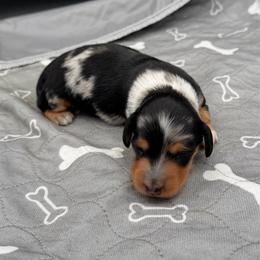 Dapple Female - Dapple female Dachshund puppy in Spanaway, Washington from 11 Oaks Kennels