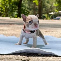 Penelope - Lilac female Boston Terrier puppy in Conyers, Georgia from Dixe Hill Dogs