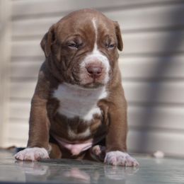 American Bully Puppies from Herrera’s K9’s