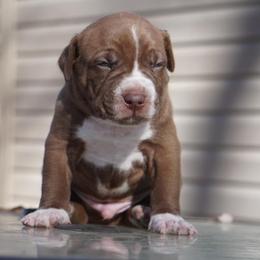 American Bully Puppies from Herrera’s K9’s