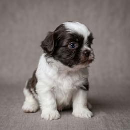 ASPEN - Chocolate male Shih Tzu puppy in Los Banos And Bay Area, California from Shantii's Shih Tzu's