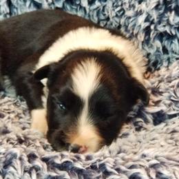 Border Collie Puppies from Borderline Kennels