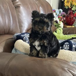 Sassy - Black and gold female Yorkshire Terrier puppy in Milan, Indiana from Judy's Pups