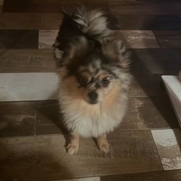 Paddy - Pomeranian