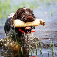 German Wirehaired Pointer Puppies from RipTide Kennels