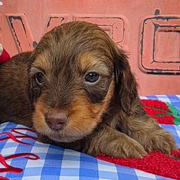 Delilah - Chocolate and tan female Dachshund puppy in Goodman, Missouri from Darling Dachshunds