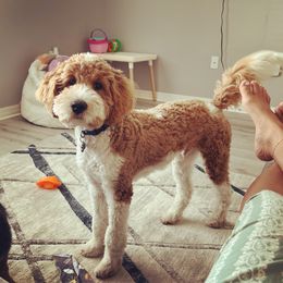 Bailey - Goldendoodle