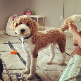 Bailey - Goldendoodle