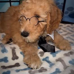 Black collar - Apricot male Goldendoodle puppy in Poinciana, Florida from All Tails Entertainment
