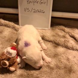Purple - White and biscuit female Samoyed puppy in Colorado Springs, Colorado from T&M Samoyeds
