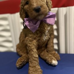 Goldendoodle Puppies from Zany Doodlez