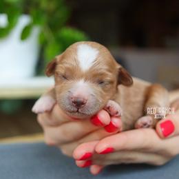 Sage - Red  female Goldendoodle puppy in Salado, Texas from Red Ranch Dogs