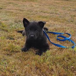 German Shepherd Puppies from Rose Valley German Shepherds