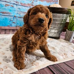 AKC  - Jimmy - Red  male Poodle puppy in Lebanon, Missouri from Leerose Puppies