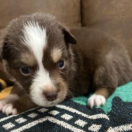 Jordan - Red tri-color female Australian Shepherd puppy in Alamogordo, New Mexico from Two Nichols Aussies