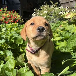Vin - Yellow male Labrador Retriever puppy in Alger, Ohio from Osborne Family Retrievers