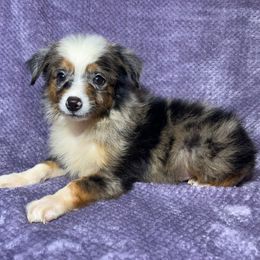 Pebbles - Blue merle female Miniature Australian Shepherd puppy in Alabama from SBA Aussies