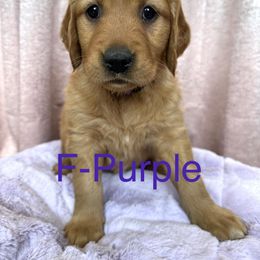 Rainy - Dark golden Golden Retriever puppy in Bear River Cy, Utah from Blue Creek Retrievers