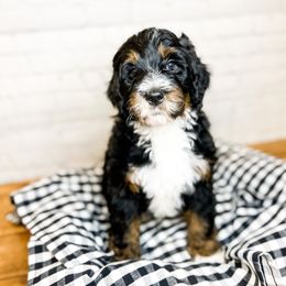 Duke - Bernedoodle puppy in Lehi, Utah from Larsen Litters