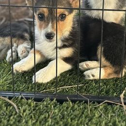 Ava - Pembroke Welsh Corgi puppy in White, Georgia from Royal Diamond Corgis
