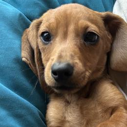 Dachshunds and French Bulldogs from J.C fur babies