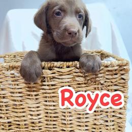 Boy 1 - Chocolate male Labrador Retriever puppy in Lucasville, Ohio from Backwoods Labradors