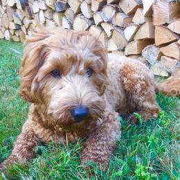 Australian Labradoodle All Grown Up from Lake Lure Labradoodles