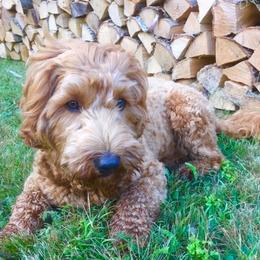 Australian Labradoodle All Grown Up from Lake Lure Labradoodles