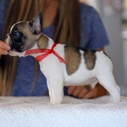 Red Collar - White and fawn male French Bulldog puppy in Wichita, Kansas from Phantasticus French Bulldogs