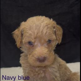 Boy 2 - Apricot male Assorted Doodle Crosses puppy in San Jacinto, California from Goldens and Doodles