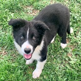 Border Collies from Sleepy Hollow Border Collies