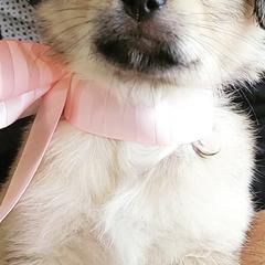 Mal-Shis from ReRe's House of Pups