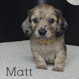 Matt (7thHeavenLitter) - Cream male Dachshund puppy in Texarkana, Arkansas from Dogwood Acre Dachshunds