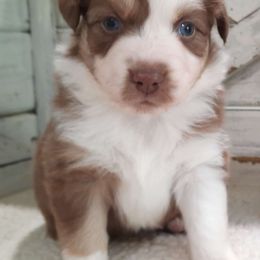 Lexi (Blue eyes) - Australian Shepherd puppy from Miniature Angels Farm