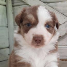 Lexi (Blue eyes) - Australian Shepherd puppy from Miniature Angels Farm