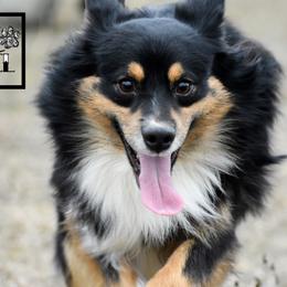 Miniature Australian Shepherds from Rustic Original Aussies