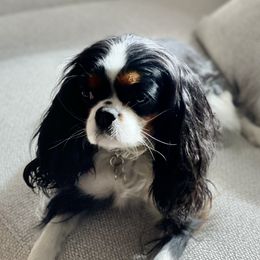 Ivy - Cavalier King Charles Spaniel