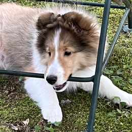 Shetland Sheepdogs from Wistwin