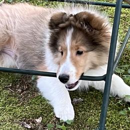 Shetland Sheepdogs from Wistwin
