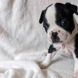 Boston Terrier Puppies from Boston's Boston Terriers AKC
