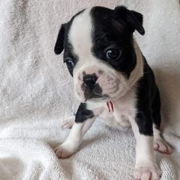 Boston Terrier Puppies from Boston's Boston Terriers AKC