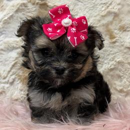 Misty SMALL - Black & tan tri-color female Morkie puppy in Monticello, Iowa from Ashley’s Puppies