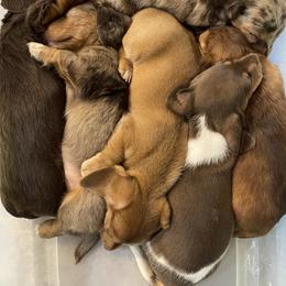 Dachshund Puppies from JK Kennel
