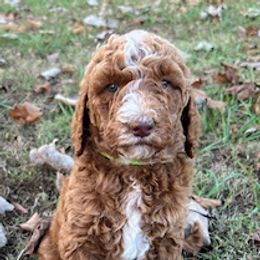 Goldendoodle and Labradoodle Puppies from Blessing Labradoodles, Goldendoodles, standard and mini’s